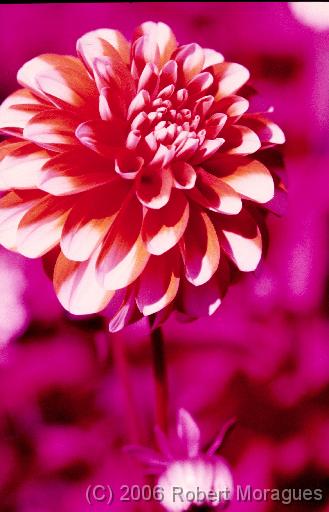 Color Infrared -  Flower 1 